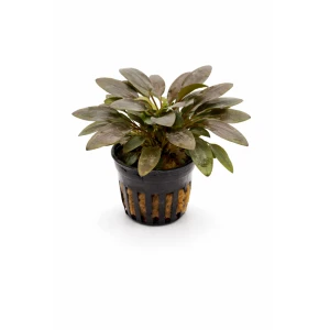 Cryptocoryne wendtii Brown