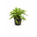 cryp w green 042026.jpg