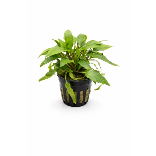 cryp w green 042026.jpg