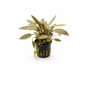 Cryptocoryne Petchii Pink