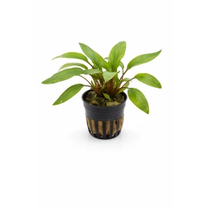 Cryptocoryne undulata
