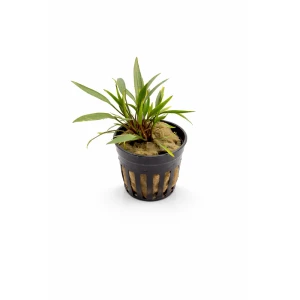 Cryptocoryne nevilli