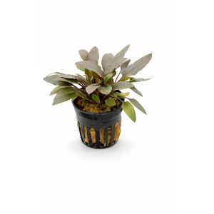 Cryptocoryne Becketti