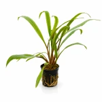 Cryptocoryne retrospiralis
