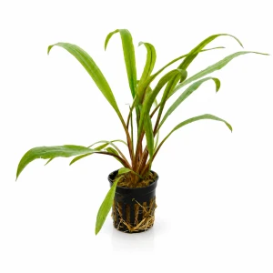 Cryptocoryne retrospiralis