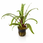 Cryptocoryne balanse