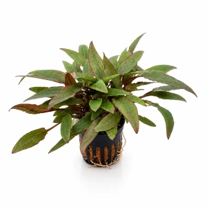 Cryptocoryne affinis red