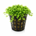 hemianthus cuba 10 06 26.png