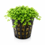 Hemianthus Cuba