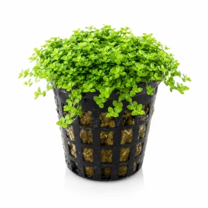 Hemianthus Cuba