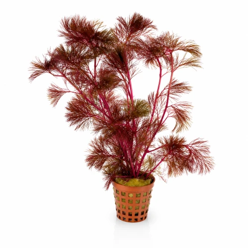 Cabobma piauhyensis.jpg