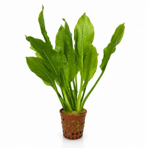 Echinodorus bleheri - Wiosna 2026