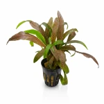 Cryptocoryne costata (dostępna od 16.06)