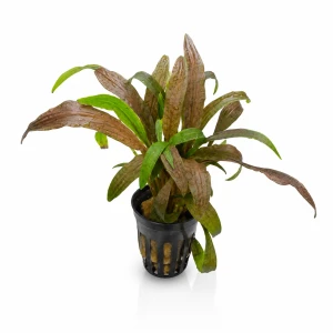 Cryptocoryne costata (dostępna od 16.06)