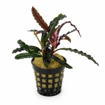 Bucephalandra Godzilla (2 sadzonki)