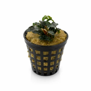 Bucephalandra mini Boyan (2 sadzonki)