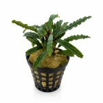 Bucephalandra Velvet (2 sadzonki)