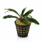 Bucephalandra giant Velvet (2 sadzonki)