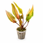 Cryptocoryne florida sunset (dostępna od 16.06)