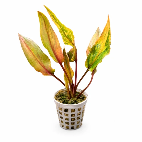 Cryptocoryne florida sunset.png
