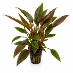 Cryptocoryne wendtii red (dostępna od 16.06)