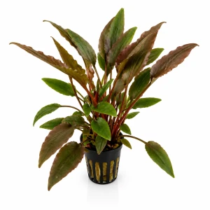 Cryptocoryne wendtii red (dostępna od 16.06)