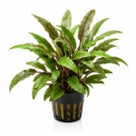 Cryptocoryne wendtii Green gecko (dostępna od 16.06)