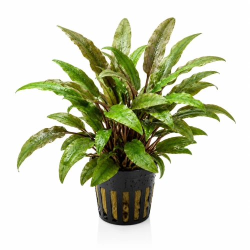 cryptocoryne wendti green gecko.png