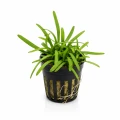 sagittaria subulata.png