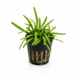 Sagittaria subulata