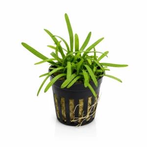 Sagittaria subulata