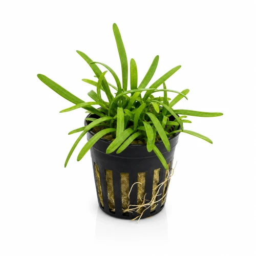 sagittaria subulata.png