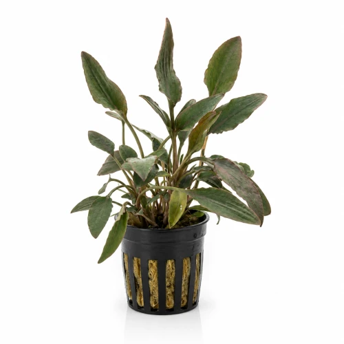 cryptocoryne wendtii red.png