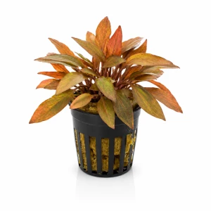 Cryptocoryne florida sunset