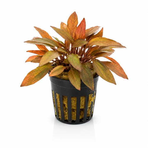 cryptocoryne florida sunset.png