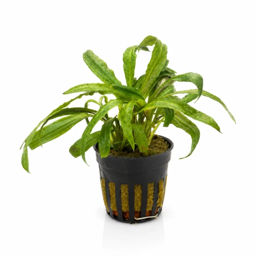 cryptocoryne costata.png