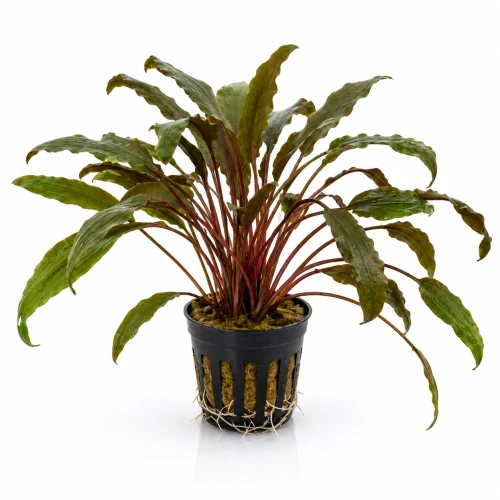 Cryptocoryne mi oya.png