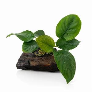 Anubias Barteri na korzeniu z drewna padukowego