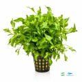 Alternanthera colorata green 1.jpg