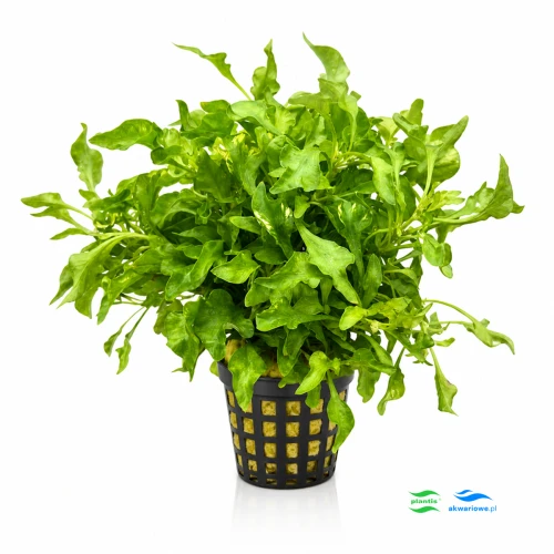 Alternanthera colorata green 1.jpg