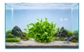 Alternanthera colorata green 2.jpg