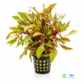 Alternanthera colorata red 1.jpg