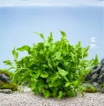 Alternanthera colorata green 3.jpg