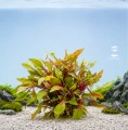 Alternanthera colorata red 3.jpg