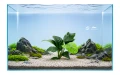 Anubias coffefolia E 2.jpg