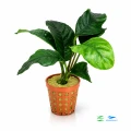 Anubias coffefolia E 1.jpg
