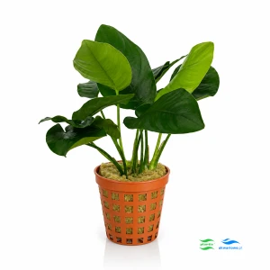 Anubias Barteri E - standard X2 (dwie sadzonki)