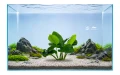 Anubias Barteri E - standard X2 2.jpg