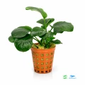Anubias rondo 1.jpg