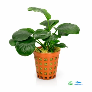 Anubias rondo F